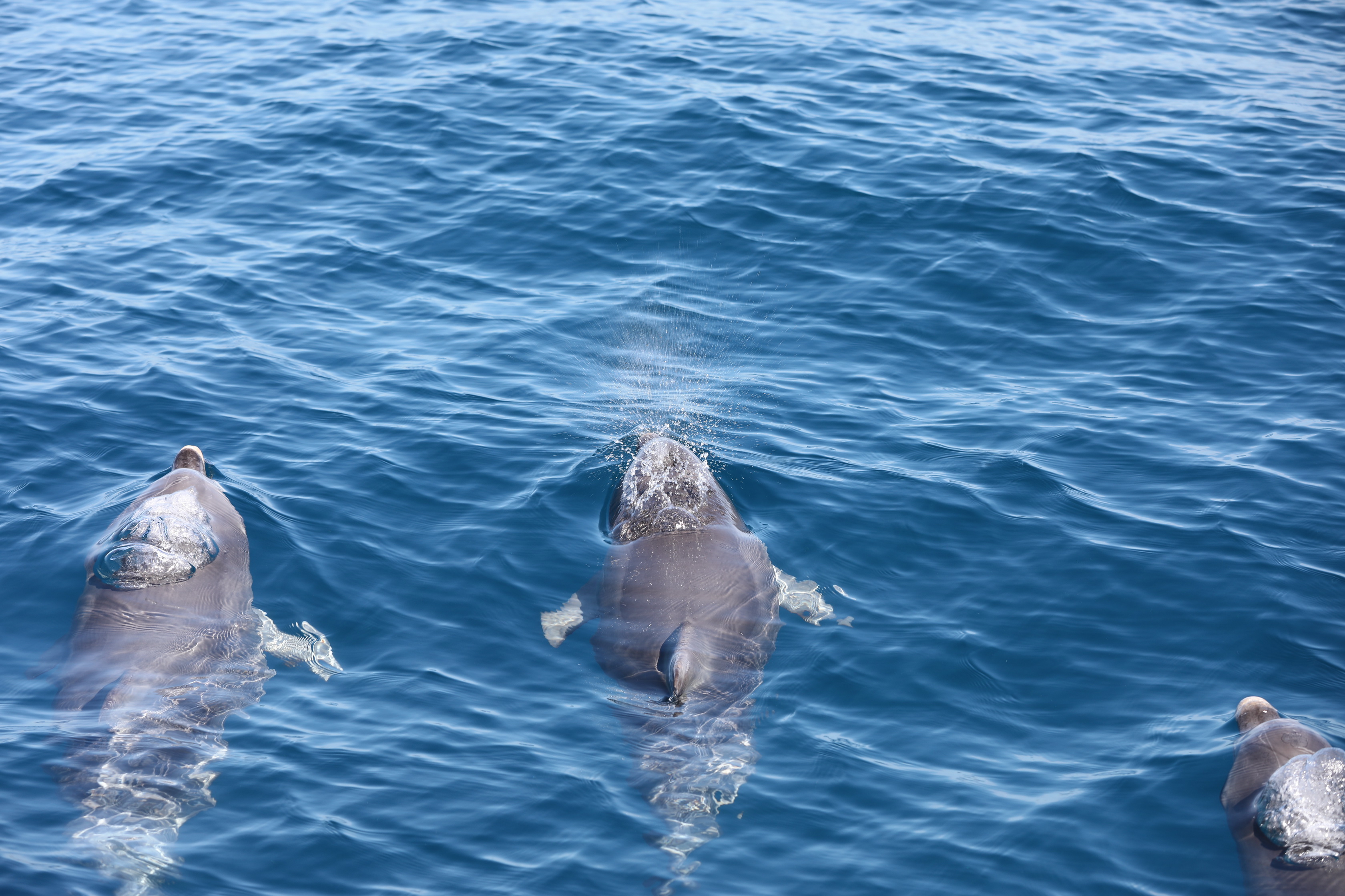 2019 12 07 09 35 43 Canon EOS 5D Mark IV 0018